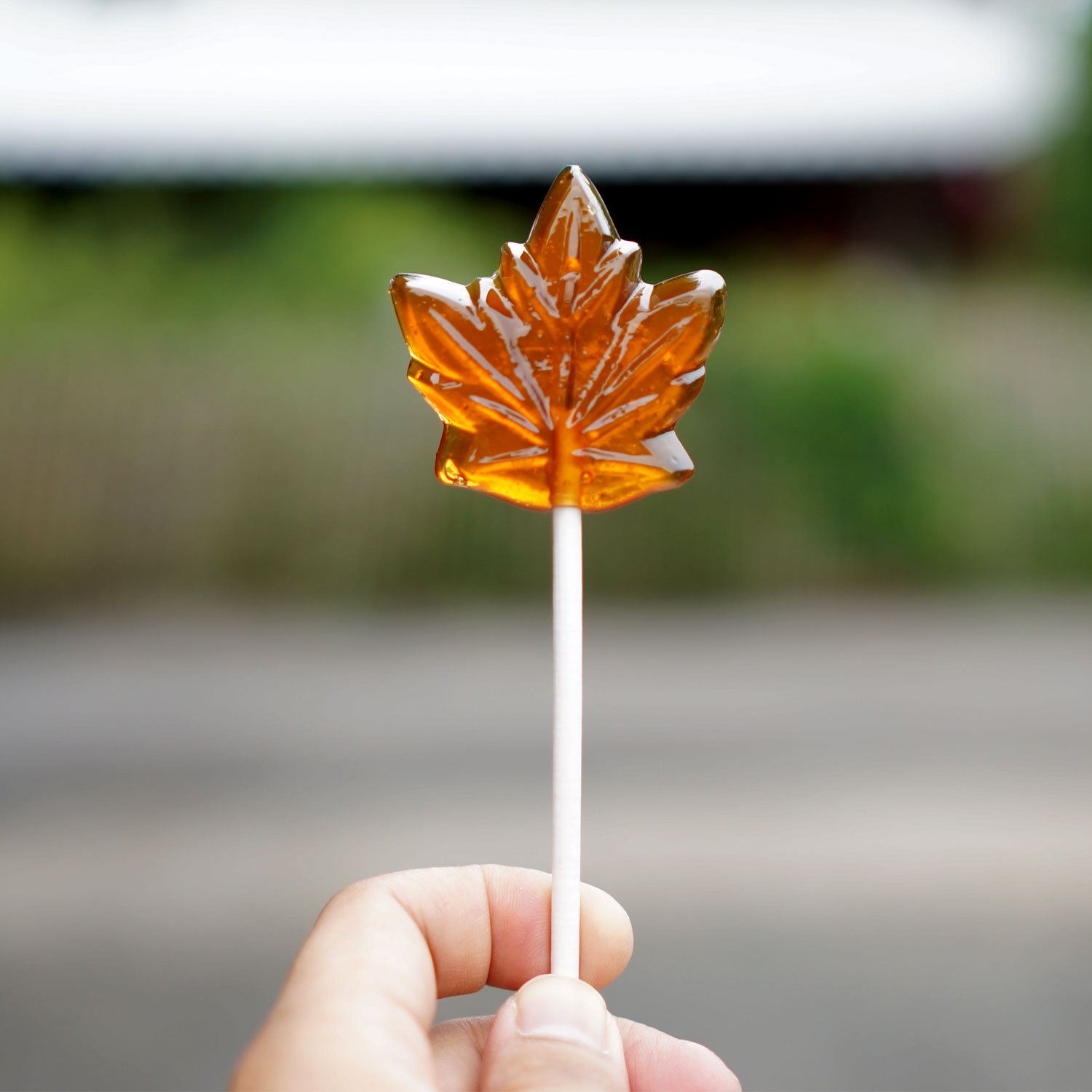  Premium Canadian Maple Sugar Candy Lollipops Made with Pure Maple Syrup from Canada - Tristan Foods (12 lollipops)