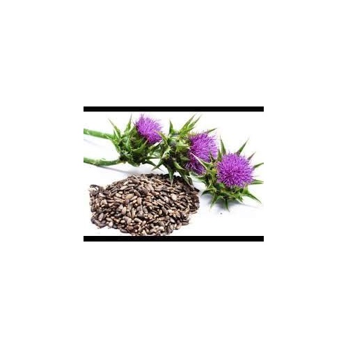  White Label Premium Herbs and Spices Wildcrafted Milk Thistle Seed Powder 16oz 1 lb Raw Silybum Marianum The Bloomin Herb Shoppe Pure Aromatic Potent Liver